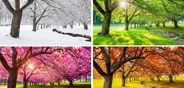 Four seasons with cherry trees